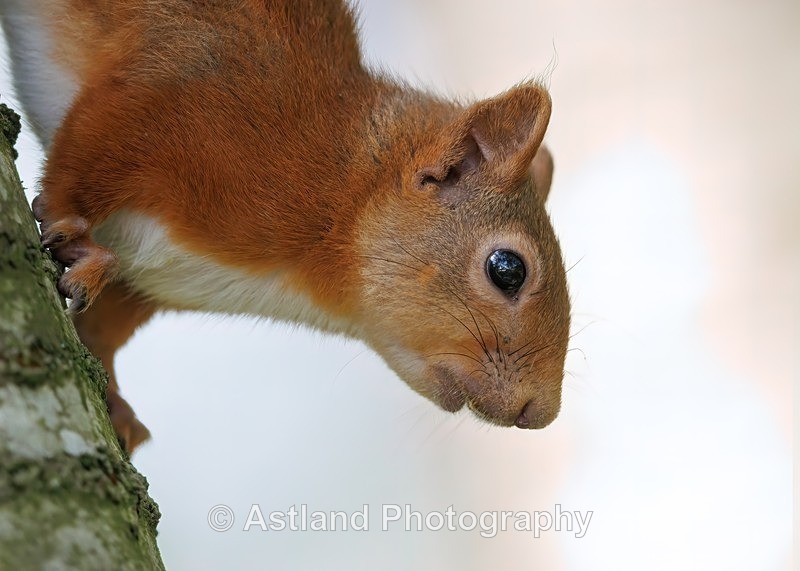 Red Squirrel - Latest Images