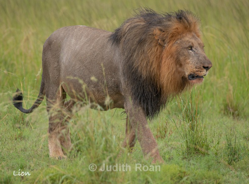  - South Africa Birds and Mammals