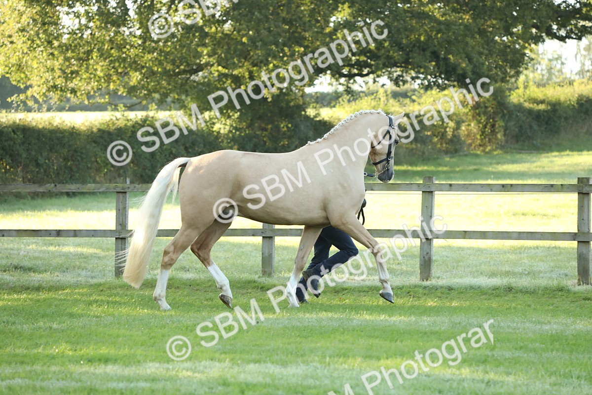 SBM_57914 - S42 - Youngstock