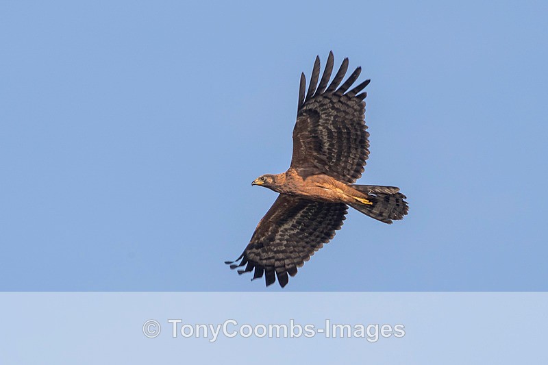 African Harrier Hawk - The Gambia