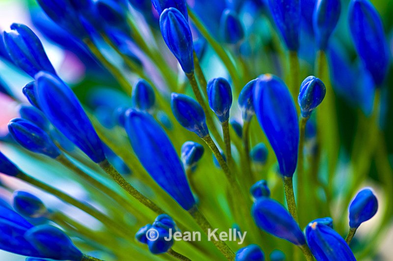 Flower - 5244 - Blue