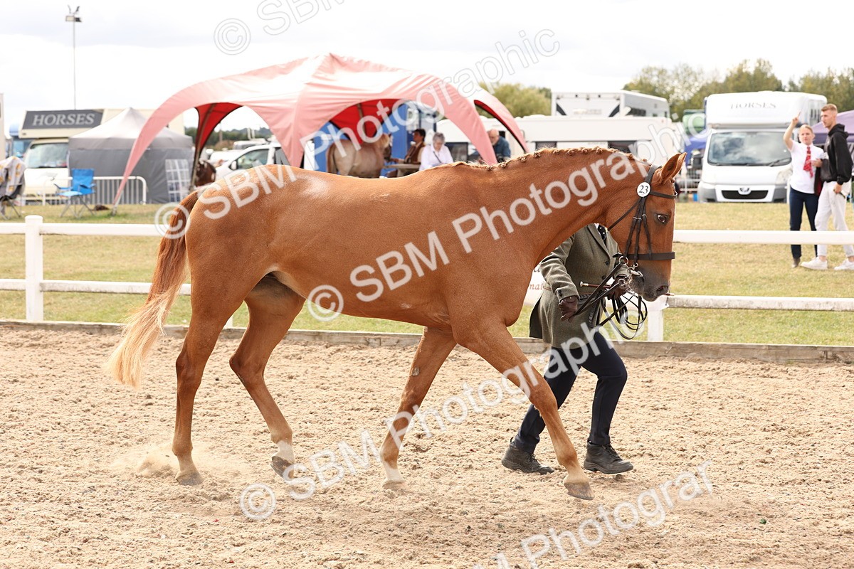 SBM_14681 - Class 208 - IH Veteran Horse