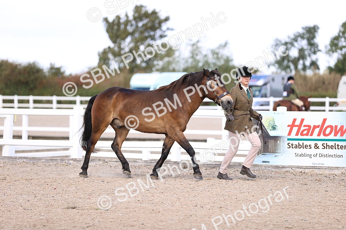 SBM_14365 - Class 412 - Handsomest Gelding (IH or Ridden)Adult