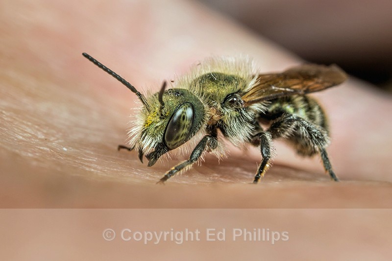 Osmia caerulescens (m) - Osmia caerulescens