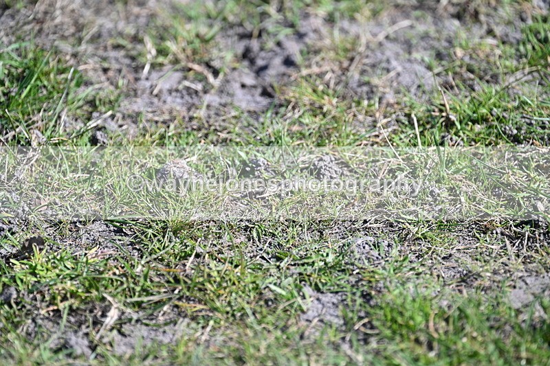 WJ7_0178 - XC Time 11:20 to 11:32