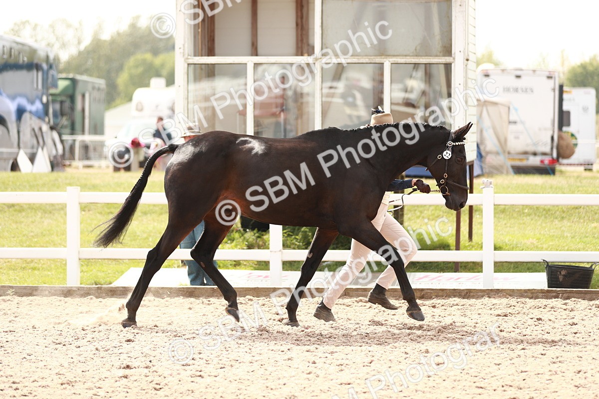 SBM_13208 - Class 208 IH Veteran Horse