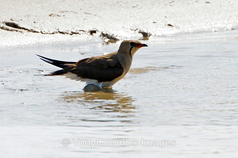 Collared Pratincole - Turkey