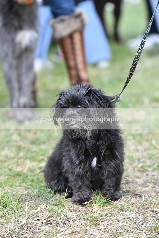 WJ5_9225 - Class 1 Best Cross Breed / Heniz 57