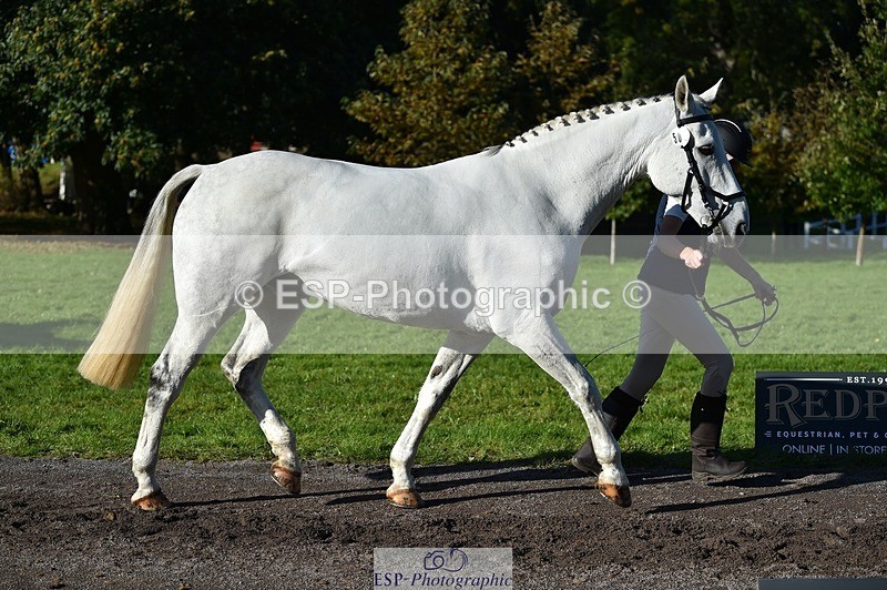 231022-110216-23676 - 509-WOODLANDS.SILVER.CLOUD-Karen.Cowling-TrotUp+SJ