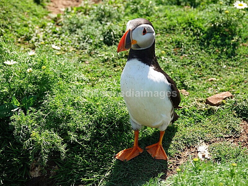 DSC00362 - Skomer 2019
