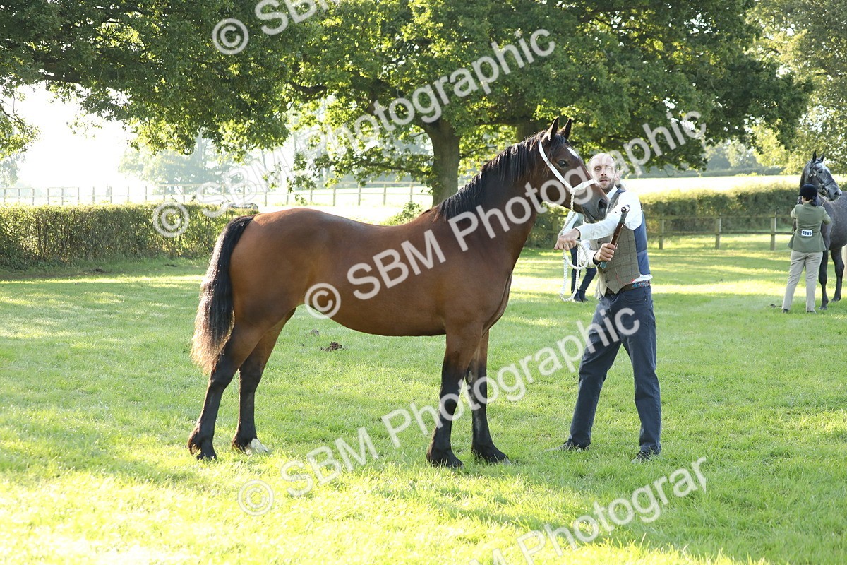 SBM_57958 - S42 - Youngstock