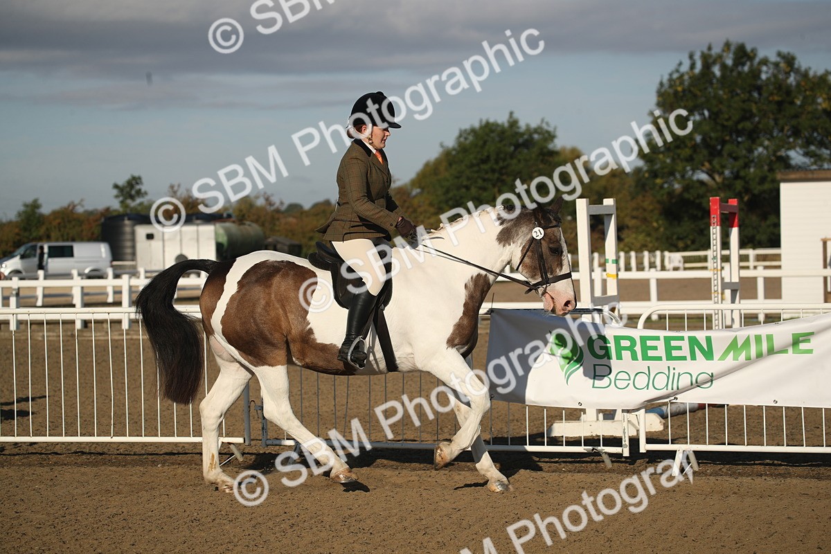 SBM_11505 - Class 502 - Riding Club Horse