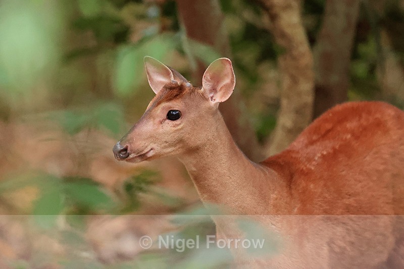 Red Brocket Deer, close view, Porto Jofre, Mato Grosso, Brazil - Deer