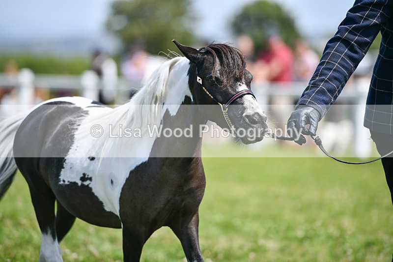 DSC_7368 - Class 62: Coloured Pony Youngstock