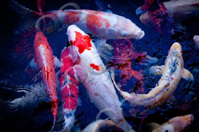 Koi_6835 - Pet Photography
