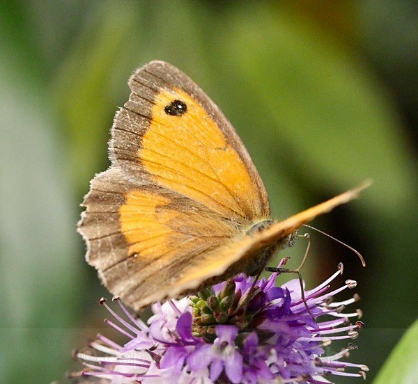 Gatekeeper Butterfly - MACRO & CLOSE UPS