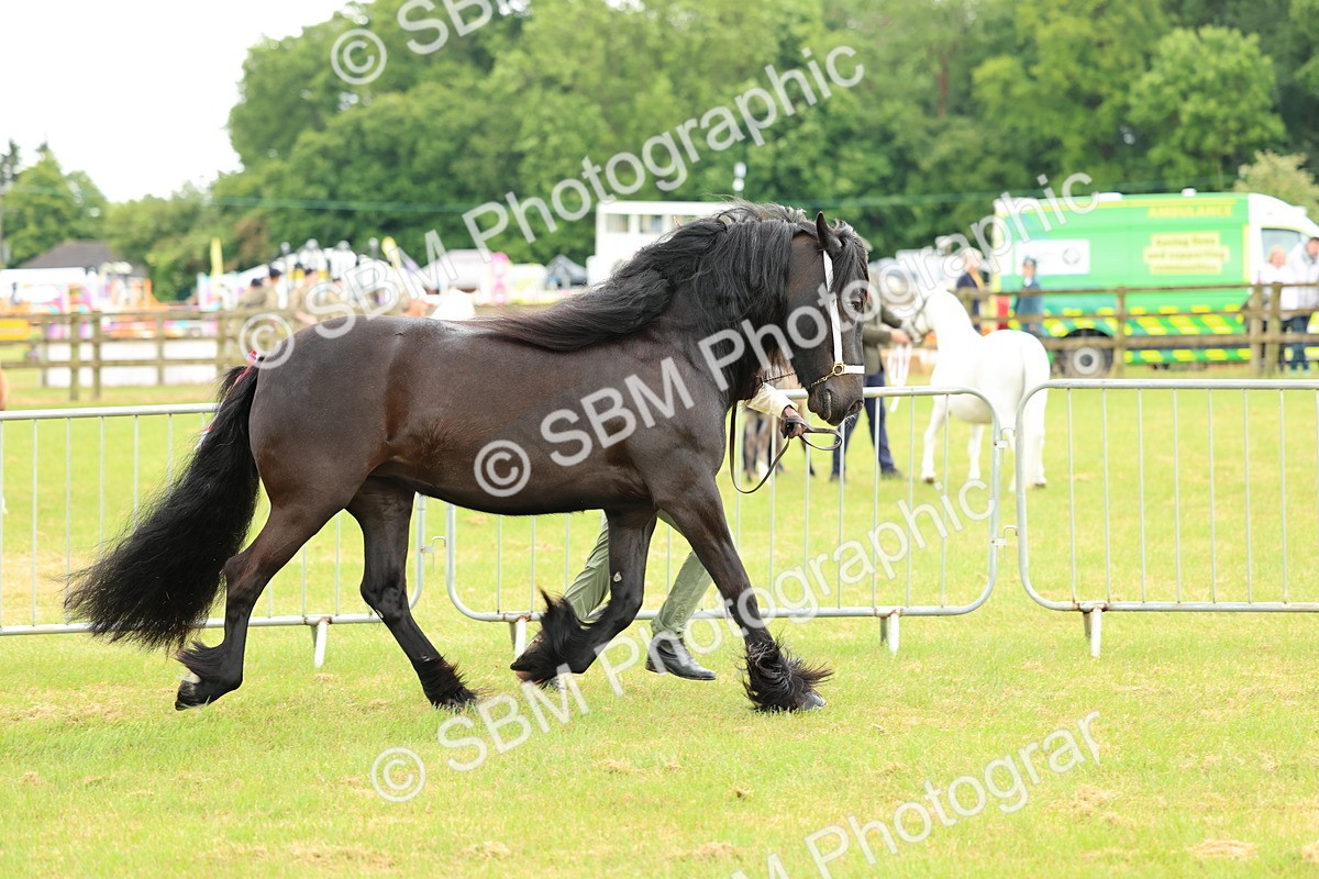 SBM_00475 - Class 58-67 - M&M Non Welsh Pony In hand