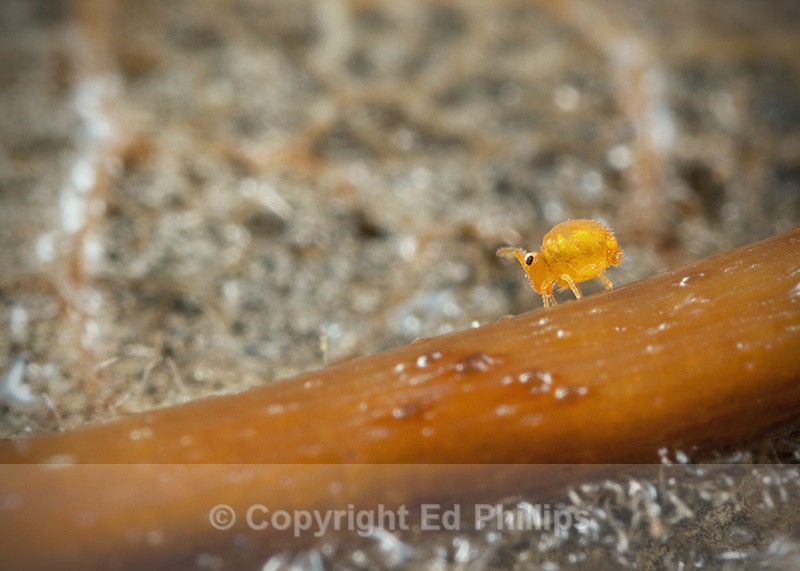 Sminthurinus aureus - Sminthurinus aureus