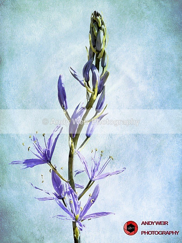 120519-untitled-Painterly-4 - Plants & Flowers