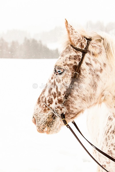 close up of speackled grey pony in snow germany - Equine Gallery Portfolio