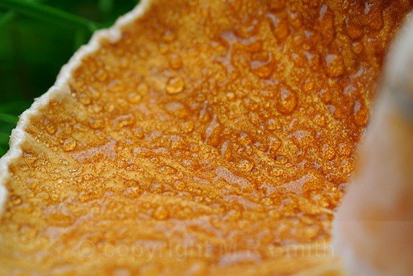 Golden Funghi - MACRO & CLOSE UPS