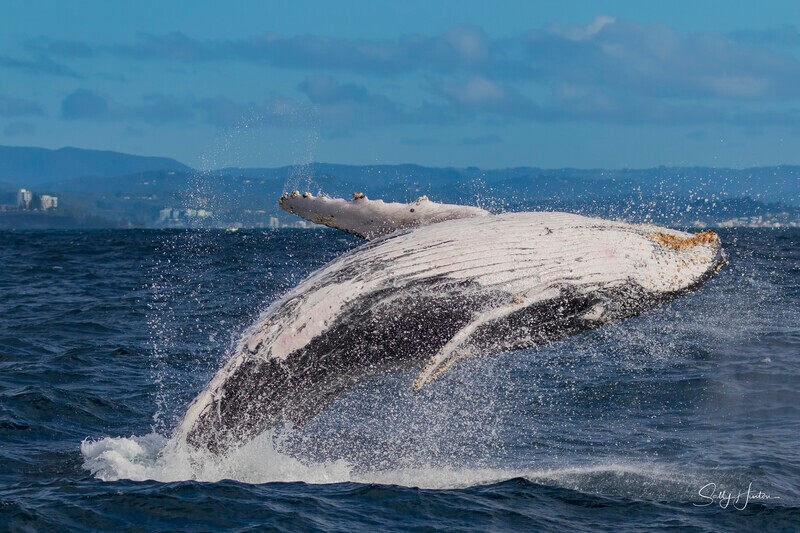 0A3A2455. Humpback Breach 4 - 2026 Whales