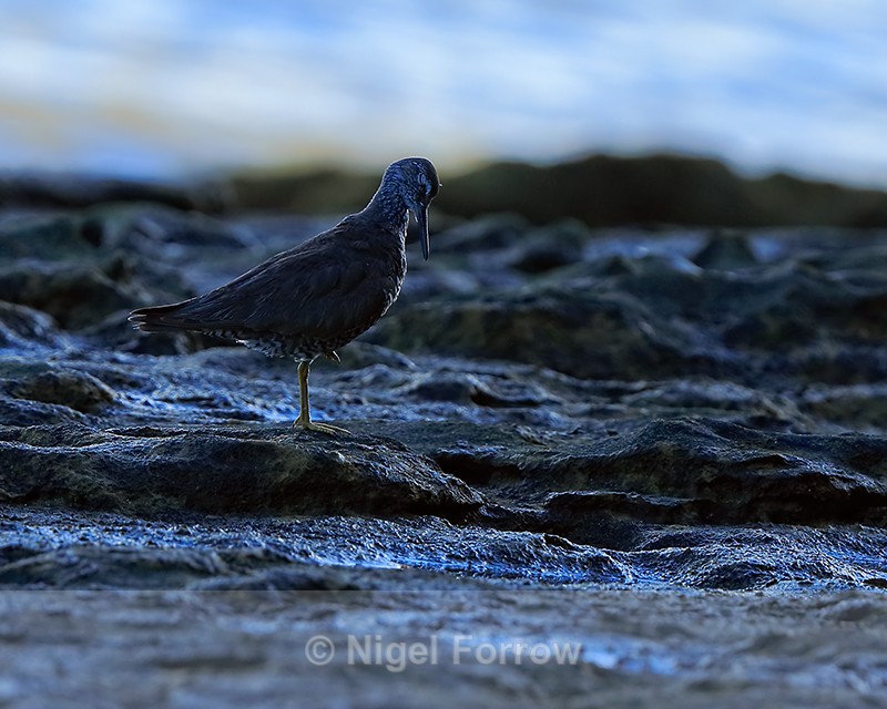 Wandering Tattler dozing, early morning, Ke'e Beach, Kauai - Wandering Tattler