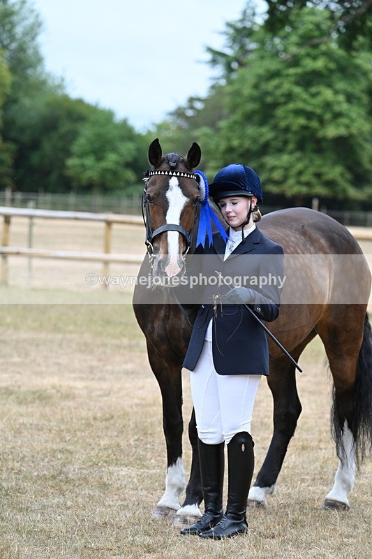 WJ7_0169 - Class 5a Most Handsome Gelding (above 14.2hh)