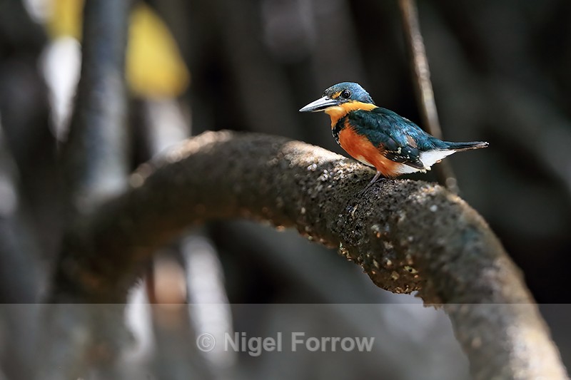 American Pygmy Kingfisher, close view, Sierpe River, Costa Rica - American Pygmy Kingfisher