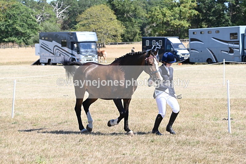 WJ6_8626 - Class 37b Best Loan Pony In-hand