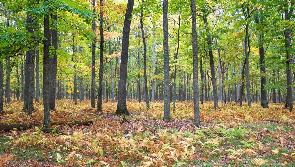 DSC_6537 - Autumn