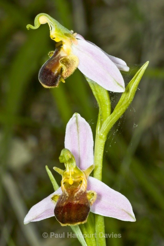 Ophrys apifera (Bee Orchid) var bicolor - Orchids - Ophrys