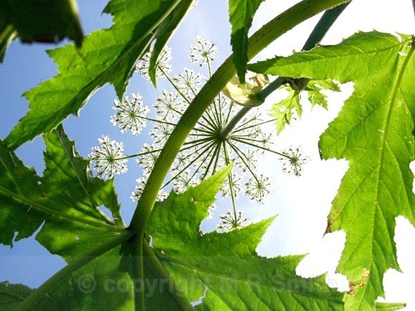 Under Giant Hogweed - MACRO & CLOSE UPS