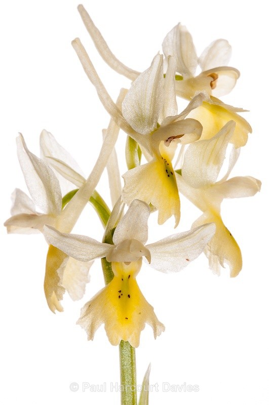  - WB: Orchids - Orchis