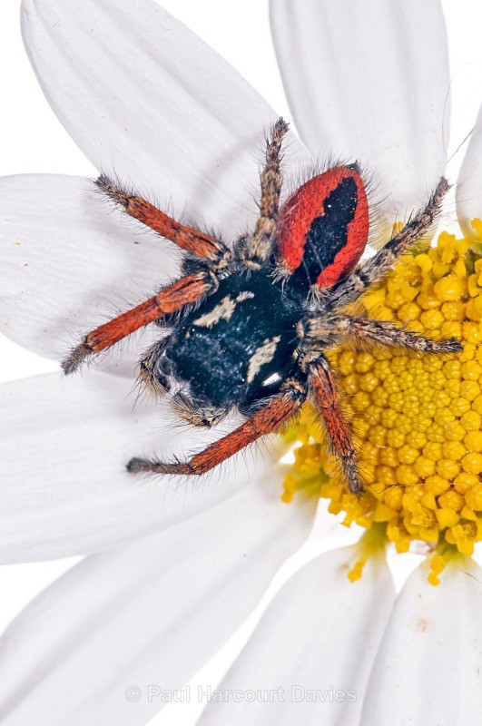 jumping spider (Philaeus chrysops) MYN - Small Creatures - WB
