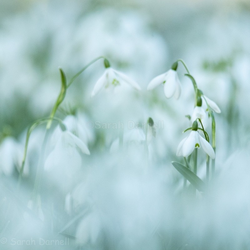 Snowdrops SD2578 - Greeting Cards