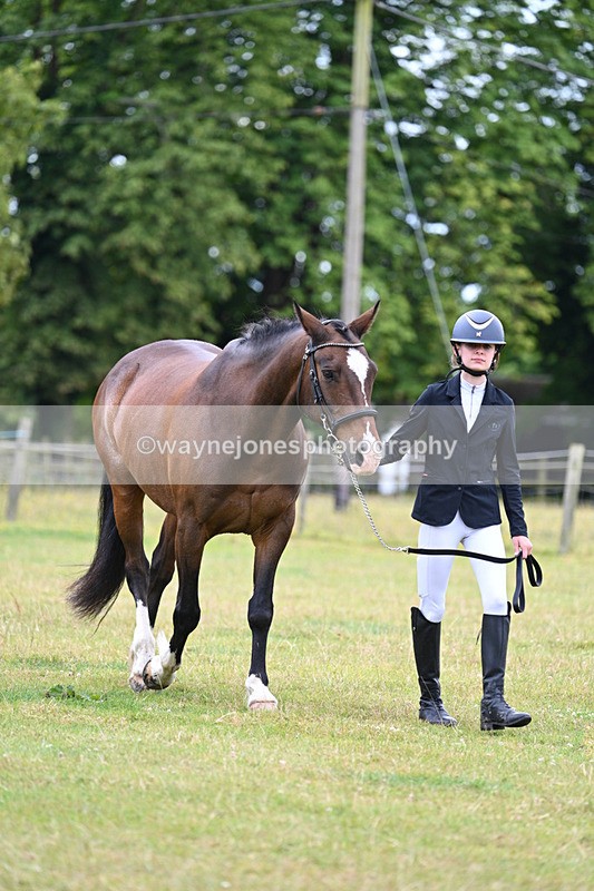 WJ7_6929 - Class 5a Most Handsome Gelding in Hand