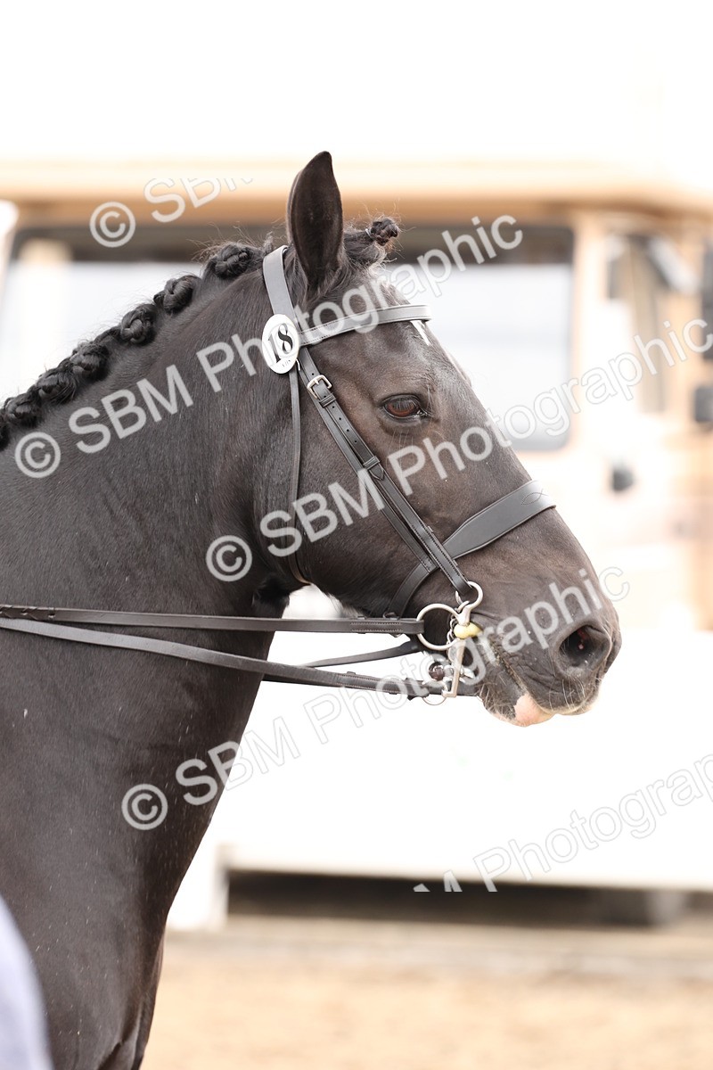 SBM_02905 - Class 53 - Ridden Competition Horse/Pony