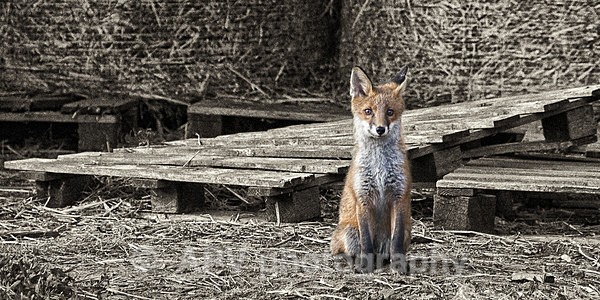 Farmyard Fox - DL Size Cards