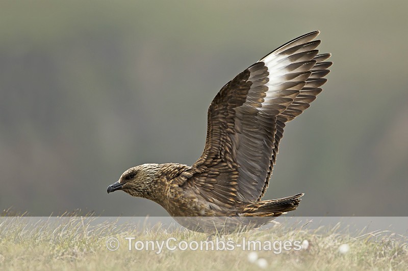 Great Skua - Birds