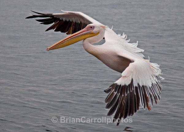 White Pelicans Walvis Bay Namibia - African Safari Tour 09 Zambia, Botswana,Namibia & South Africa