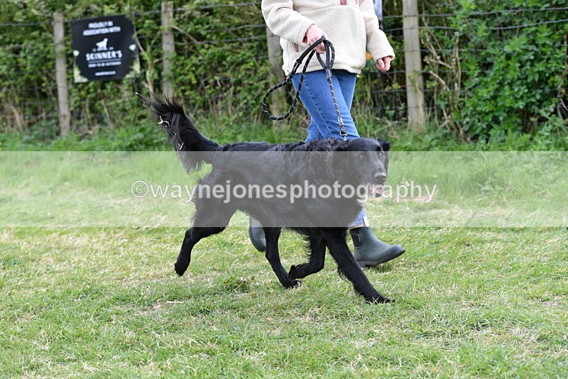 WJ5_0076 - Class 5 Best Veteran / 7 years & over