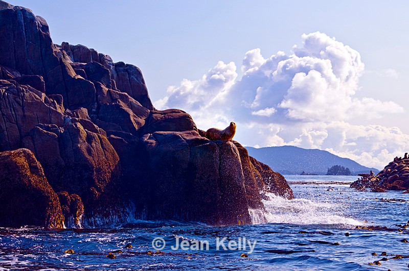 Sea lion - 2831 - Sea Lions and Seals