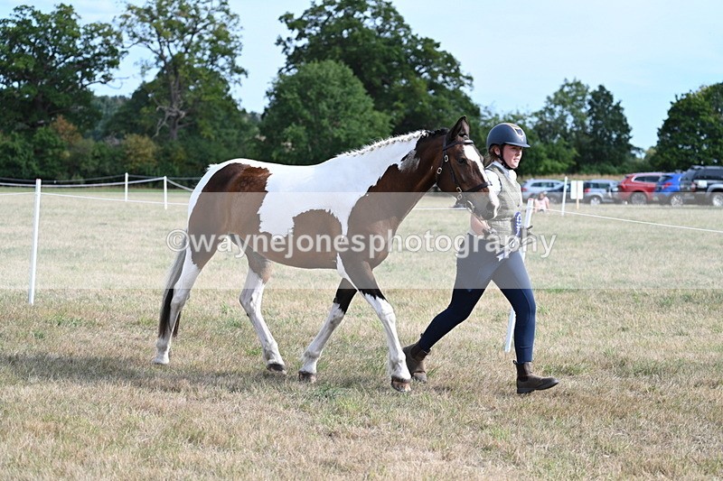 WJ7_8179 - In-hand Championship