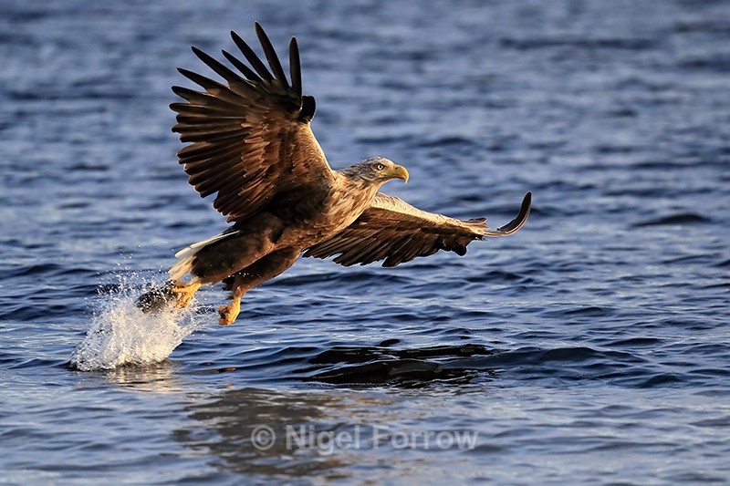 White-tailed Sea-Eagle lift-off with fish, early morning, Norway - White-tailed Sea-Eagle