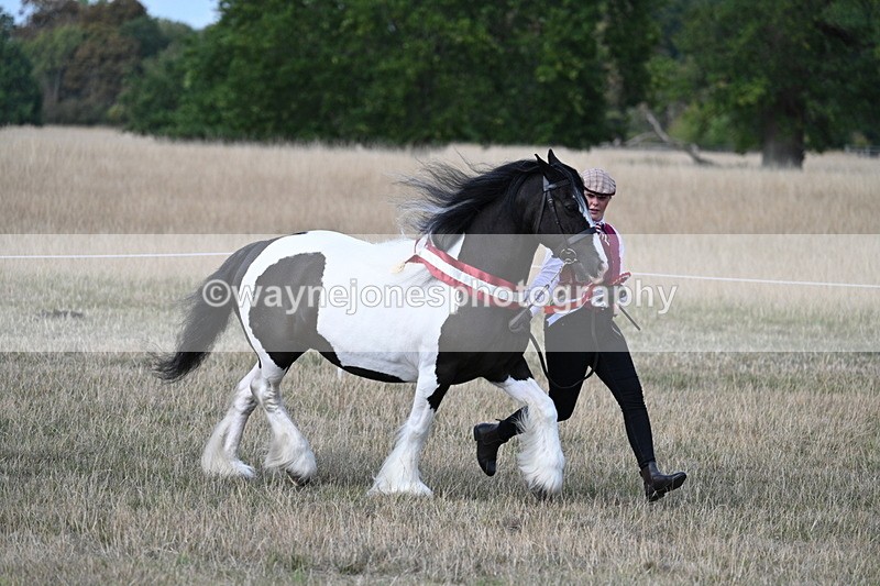 WJ7_8426 - In-hand Championship
