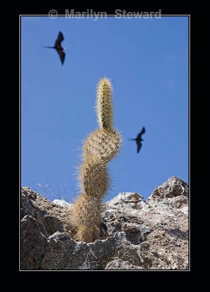 Cactus and frigatebirds - Galapagos Islands