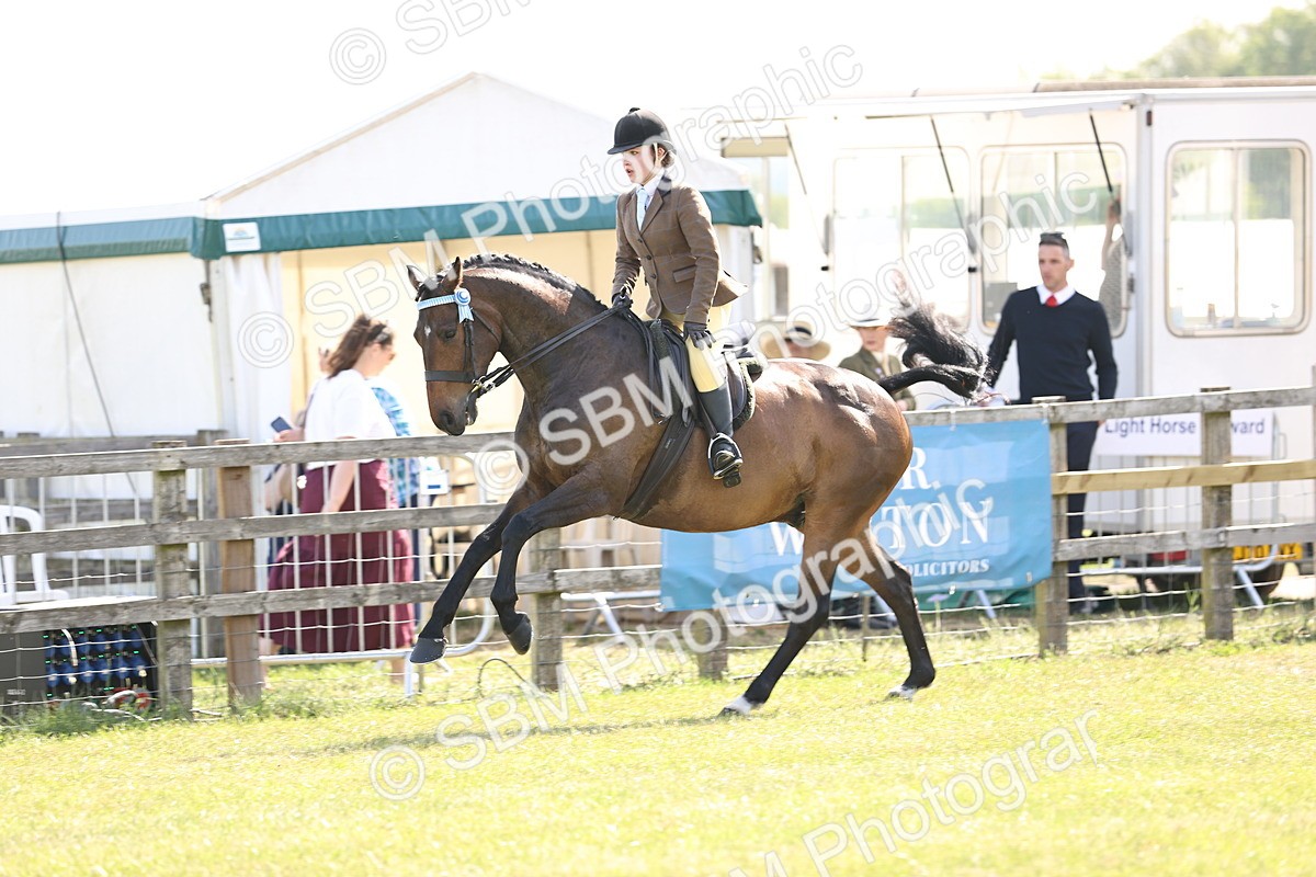 SBM_12915 - Class 75-76 LIHS BSHA Rising Star Hack Riding Horse