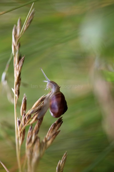  - Insects & Snails, Great Britain