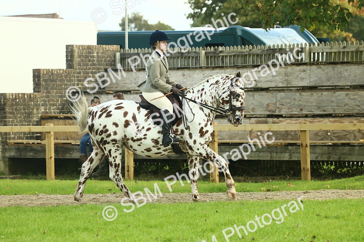 SBM_62465 - S62 - Foreign Breeds Ridden
